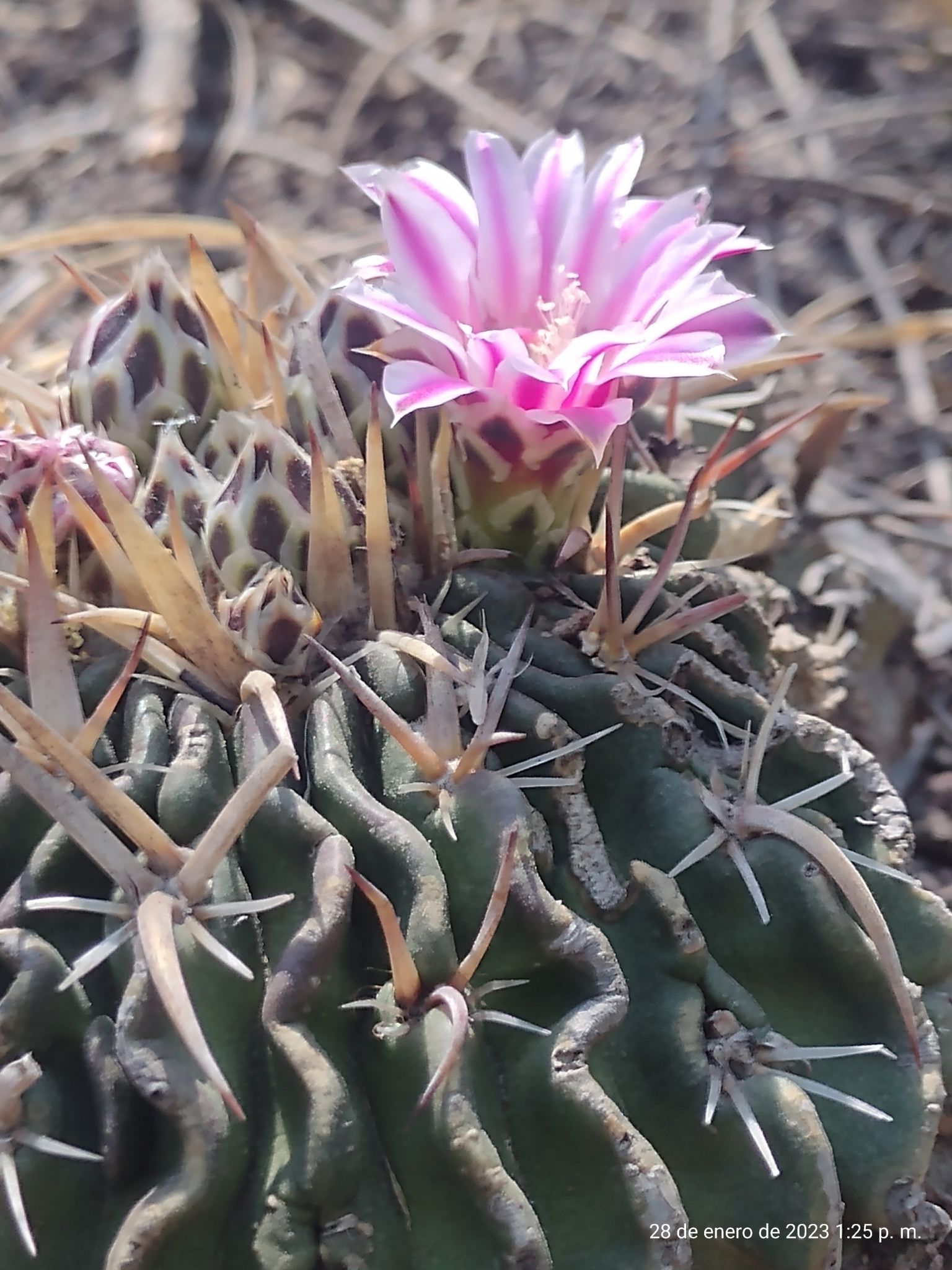 Stenocactus crispatus